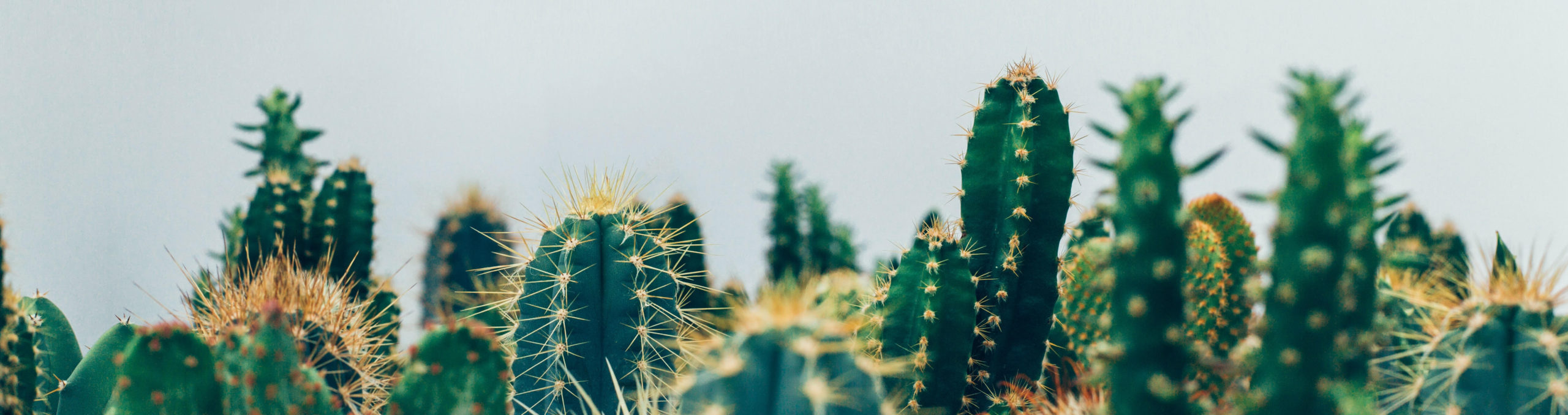 cacti
